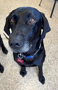 Trooper, the Landfill miracle dog.